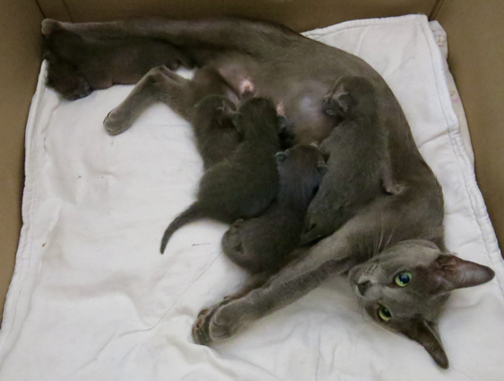 Kittens at 1 week